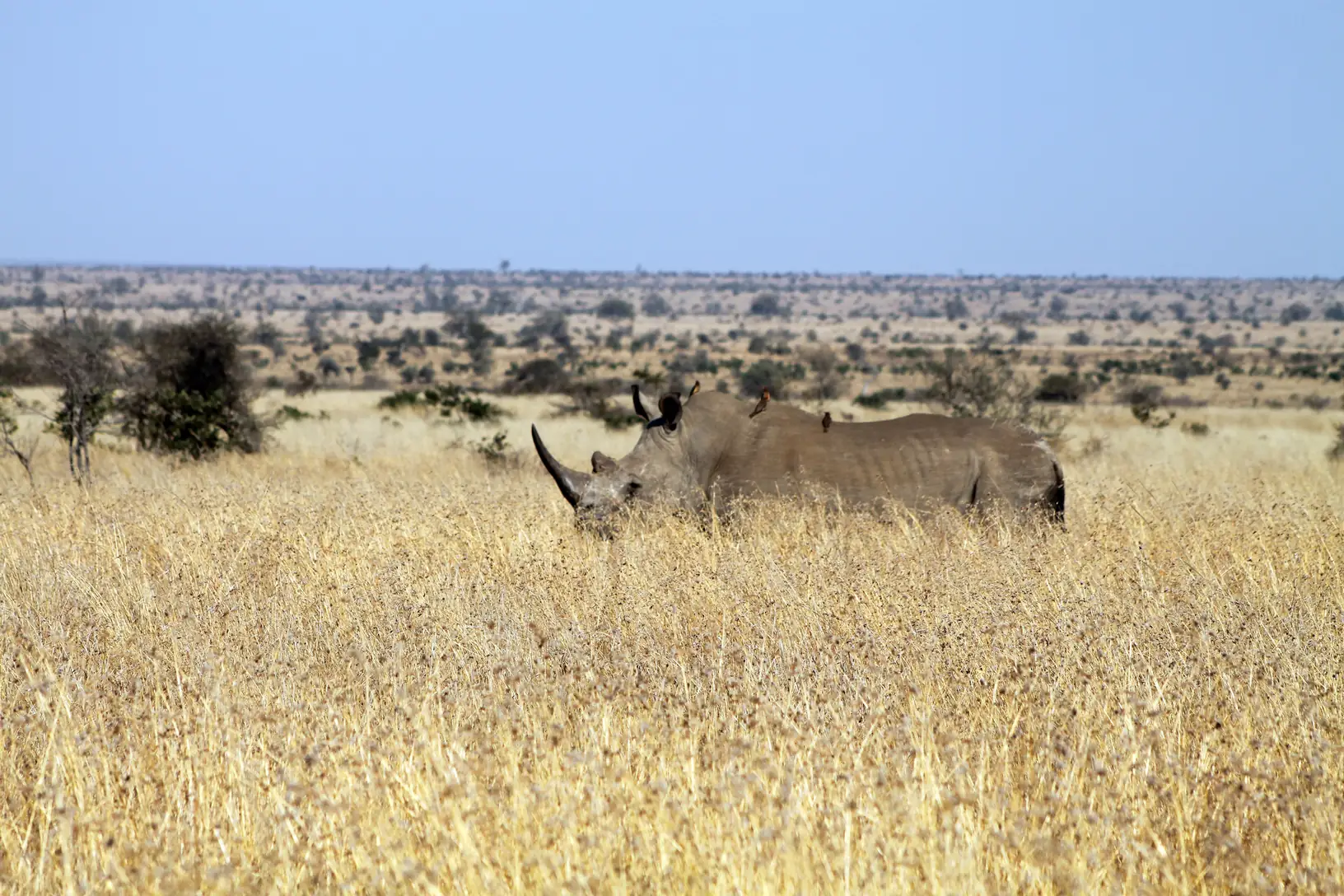 Kruger National Park, South Africa