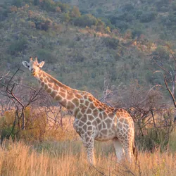 Pilanesberg National Park, South Africa